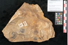 Foto (Objekt + Etikett) von Cyclocarpus sp.  (NHMW-GEO-2024-0188-11158)